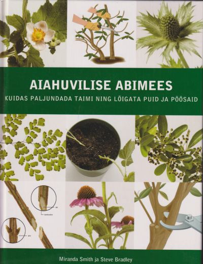 Aiahuvilise Abimees