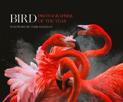 Bird Photographer of the Year — Bird Photographer Of The Year
