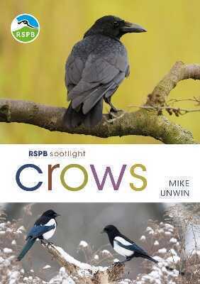 RSPB Spotlight Crows
