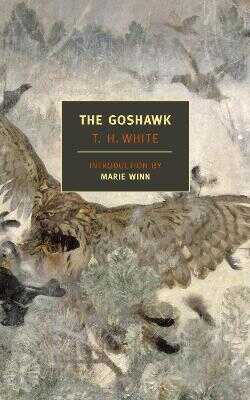 Goshawk