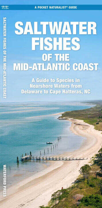 Saltwater Game Fish of North Carolina & Mid-Atlantic Nearshore Waters