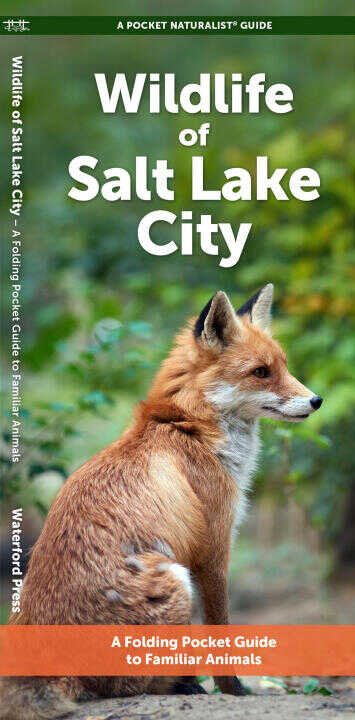 Salt Lake City Wildlife