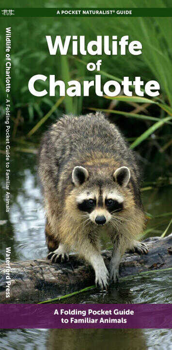 Charlotte Wildlife