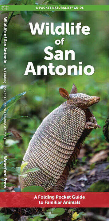 San Antonio Wildlife