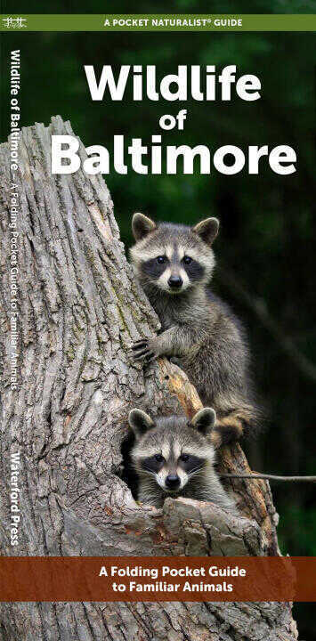 Baltimore Wildlife