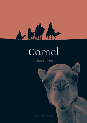 Camel — Robert Irwin