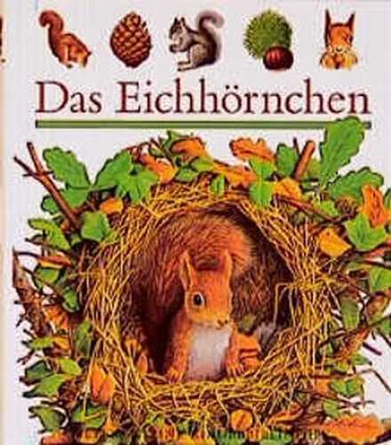 Das Eichhörnchen: Das Eichhornchen