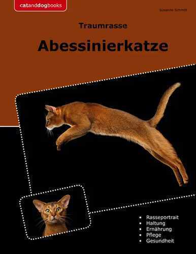 Traumrasse Abessinierkatze