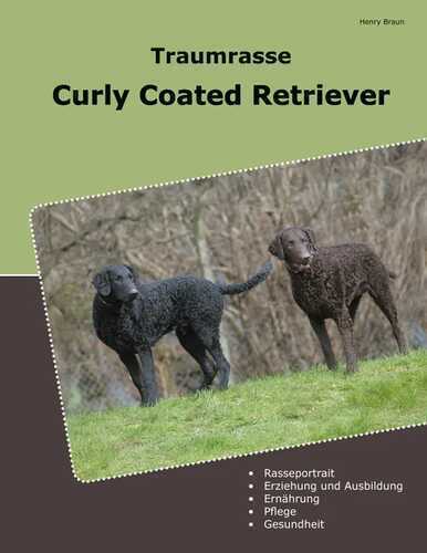 Traumrasse Curly Coated Retriever
