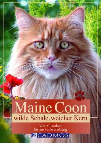 Maine Coon