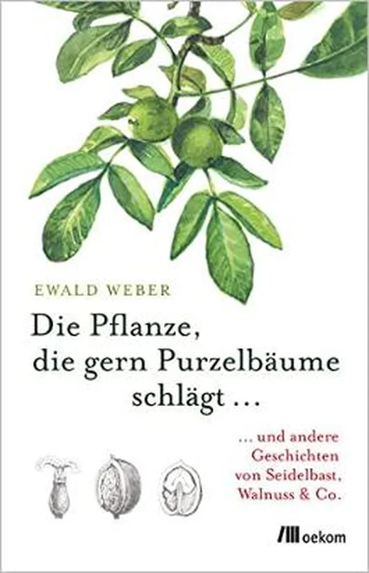 Die Pflanze, die gern Purzelbäume schlägt …: …und andere Geschichten von Seidelbast, Walnuss & Co.