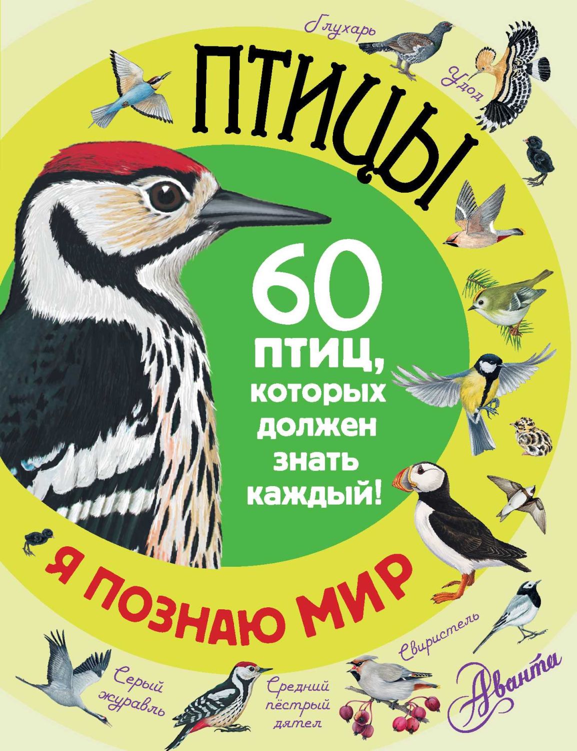 Птицы