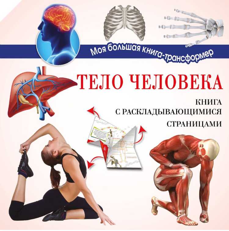 Тело Человека