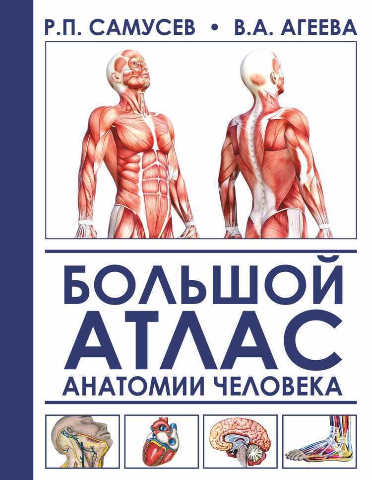 БОЛьШОЙ АТЛАС АНАТОМИИ ЧЕЛОВЕКА