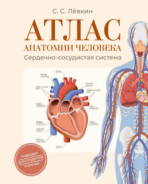 Атлас анатомии человека. Сердечно-сосудистая система