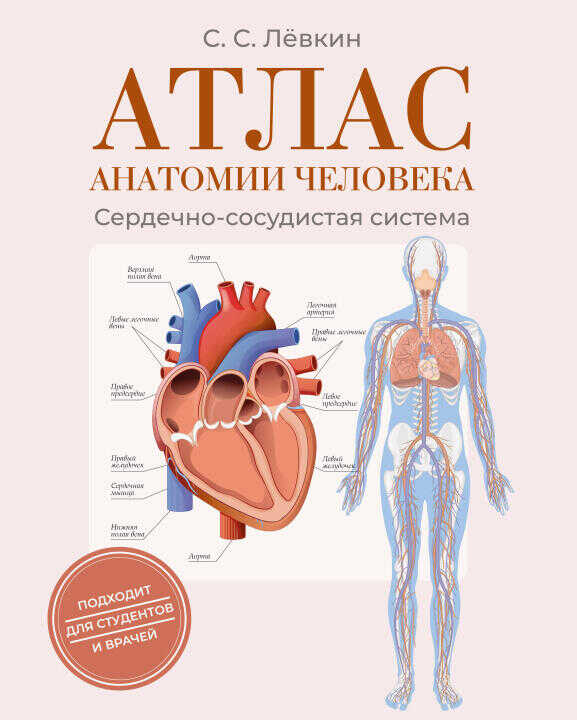 Атлас анатомии человека. Сердечно-сосудистая система