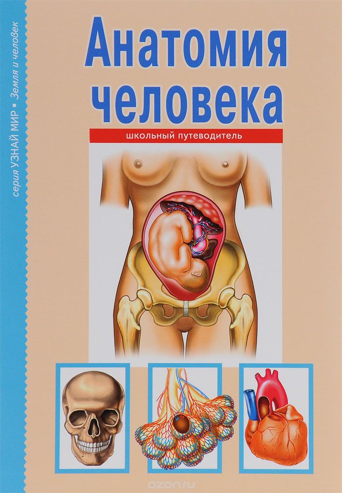 АНАТОМИЯ ЧЕЛОВЕКА. ШКОЛьНЫЙ ПУТЕВОДИТЕЛь