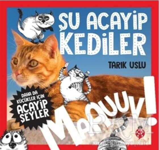 Şu Acayip Kediler