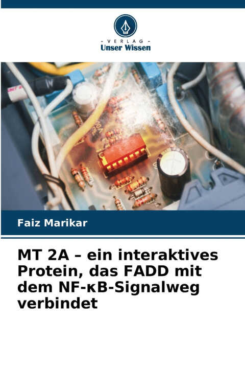 MT 2A - ein interaktives Protein, das FADD mit dem NF-κB-Signalweg verbindet
