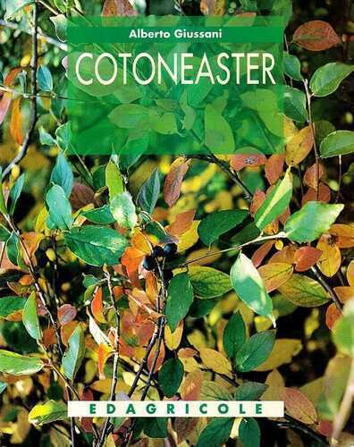 Cotoneaster — Alberto Giussani