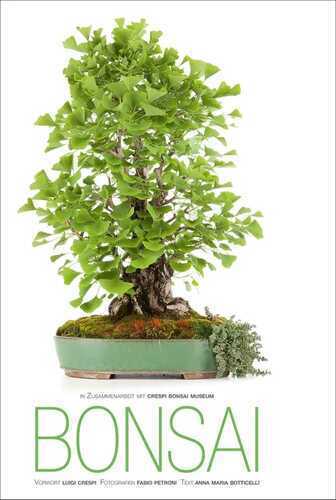 Bonsai — Annamaria Botticelli